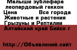 Малыши эублефара ( леопардовый геккон) › Цена ­ 1 500 - Все города Животные и растения » Грызуны и Рептилии   . Алтайский край,Бийск г.